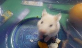 老鼠大神最新爆料下载,老鼠大神最新爆料，带你一探究竟！